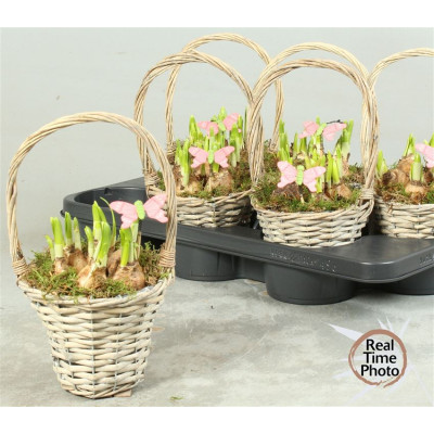 .Arr Narcissus pot 15 35cm...