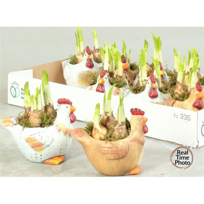 .Arr Narcissus pot 14 20c...