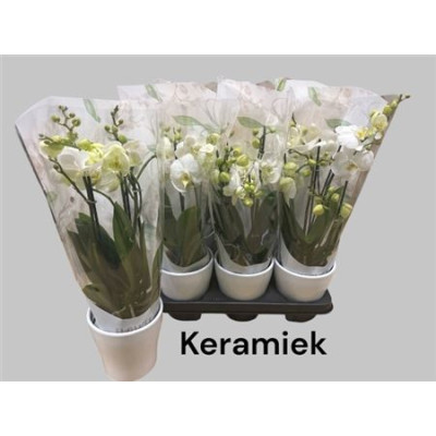 .Arr Phala Mt 14+ pot 12...