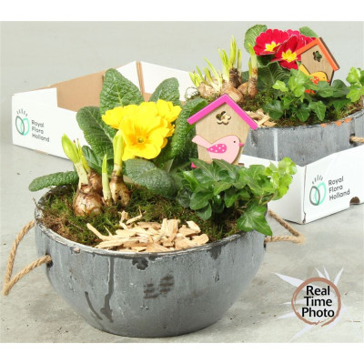 .Arr Tuinplanten pot 24 cm...