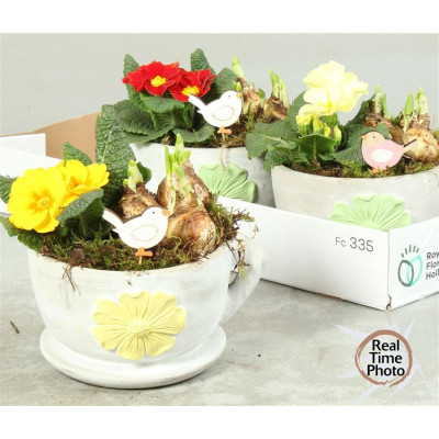 .Arr Tuinplanten pot 19...