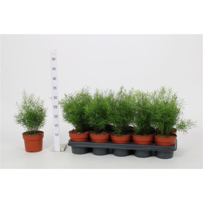 .Aspar D Sprengeri pot 12 30cm