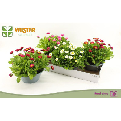 .Bellis P Kl Bel Gem pot 23...