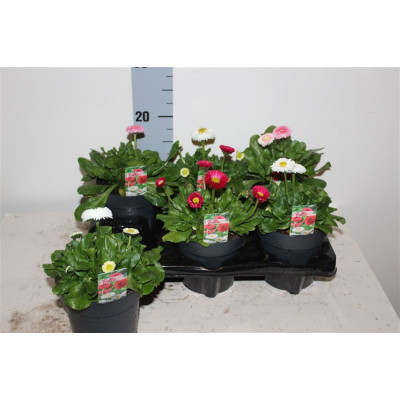 .Bellis Perennis Gem pot 12...