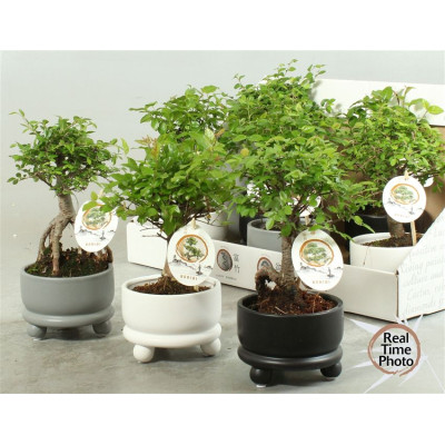 .Bonsai Gem pot 12 25cm cera