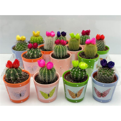 .Cactus Versierd pot 8 8cm