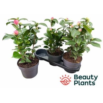 .Came J Miss Lyla pot 19 40cm