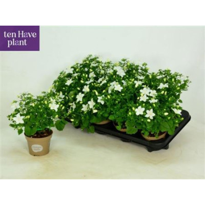 .Camp Is Atlant White pot...