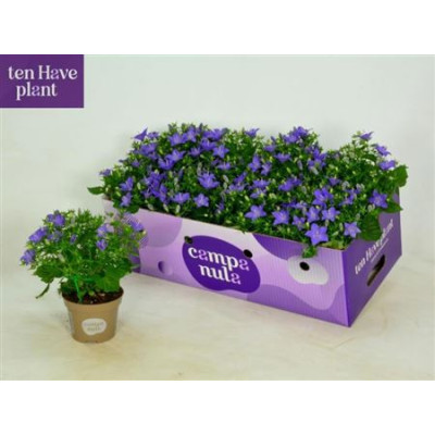 .Camp Is Napoli pot 11 20cm