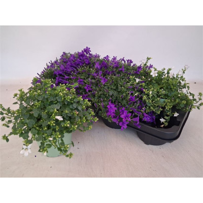 .Camp Por Gem 3 Kl pot 12 20cm