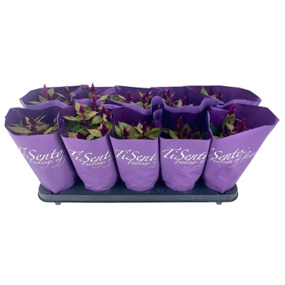 .Cel Argentea Gem pot 12 30cm