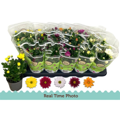 .Chrys Gem 5 Kl pot 9 22cm