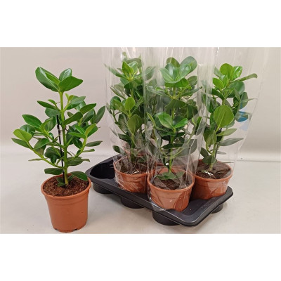 .Clu Ro Princess pot 17 55cm