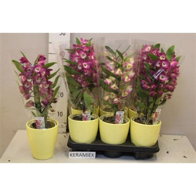 .Dend Nobile pot 12 40cm...