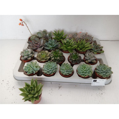 .Echev Gem pot 5.5 7cm