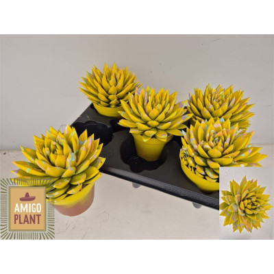 .Echev Miranda pot 12 15cm...