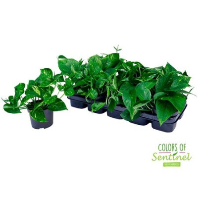 .Epipr Aureum pot 12 20cm