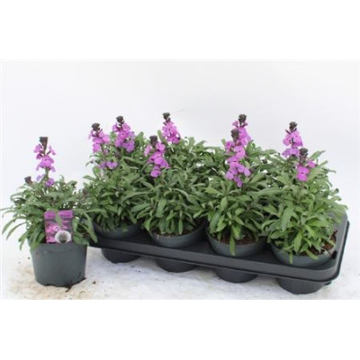 .Erys Bowles Mauve pot 13 28cm