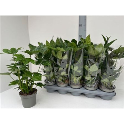 .Fatsia Ov pot 12 40cm