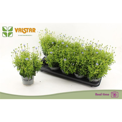 .Feli Am Felicit Blue pot...