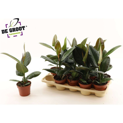 .Fic El Robusta pot 12 40cm