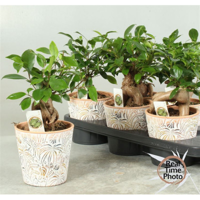 .Fic Mi Ginseng pot 14 31cm...