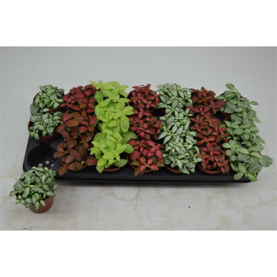 .Fitt Gem 7 Kl pot 8.5 10cm