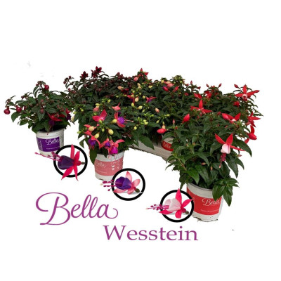 Fuchsia B F Gem pot 10.5 20cm