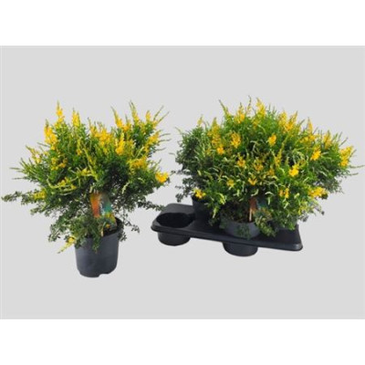 .Genista X Sp pot 17 50cm