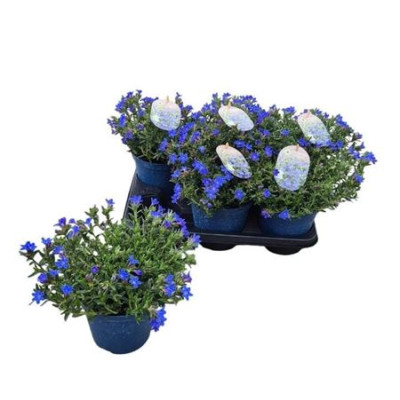 .Glando Dif Heaven Bl pot...