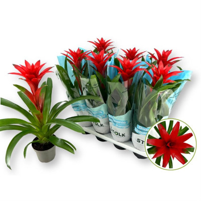 .Guzm Calypso pot 14 40cm