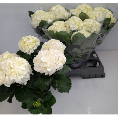 .Hydr M Crystal Palac pot...