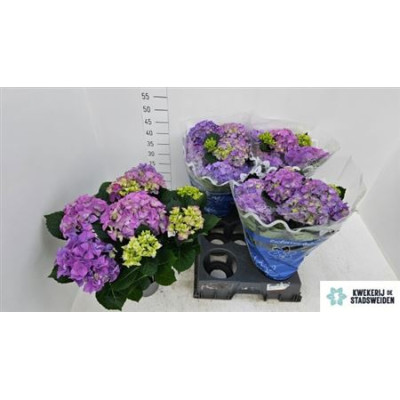 .Hydr M Early Blue pot 14 43cm