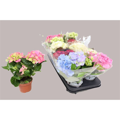 .Hydr M Gem pot 10.5 24cm