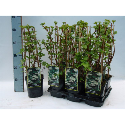 .Hydr Petiolaris pot 14 55cm