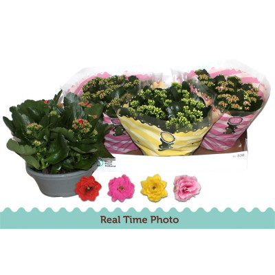 .Kal Ge Gem 4 Kl pot 23 27cm