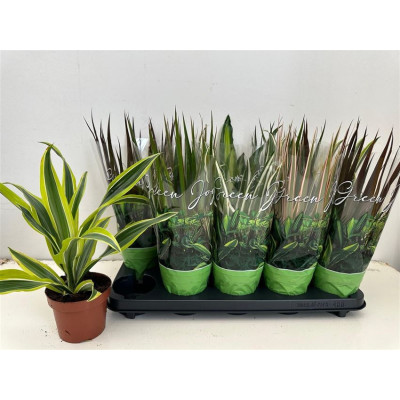 .Kamerpl Gem Gr 6 Srt pot...