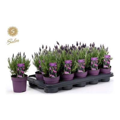 .Lavan S Anouk pot 10.5 20cm