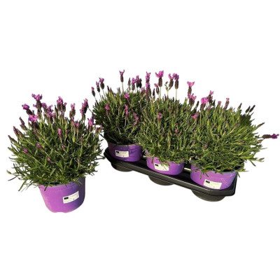 .Lavan Stoechas pot 19 40cm