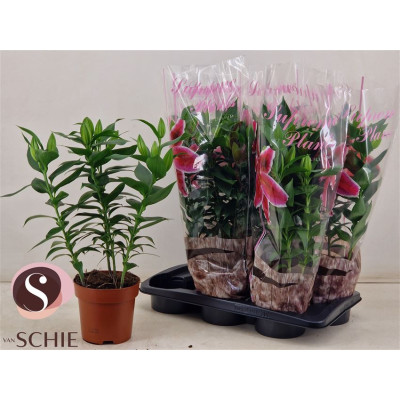 .Lil Or Magny Cours pot 17...