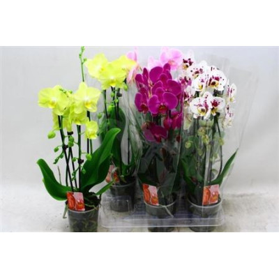 .Phal El Cascade pt 12 45cm...