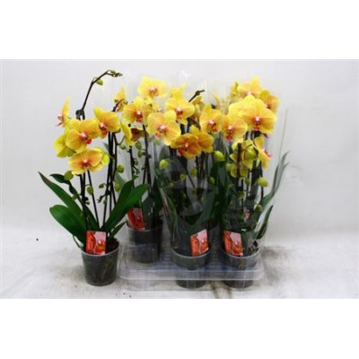 .Phal El Cascade pot 12...