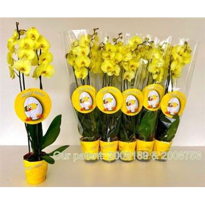 .Phal Ov pot 12 70cm jaune