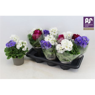 .Prim Ob Sweetkis Sen pot...