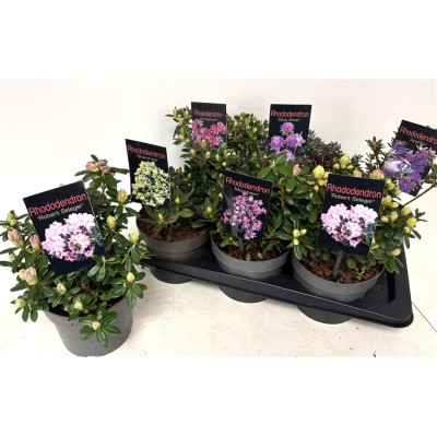 .Rhod Gem pot 17 25cm