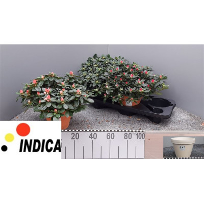 .Rhodo Si Gem 3 Srt pot 17...