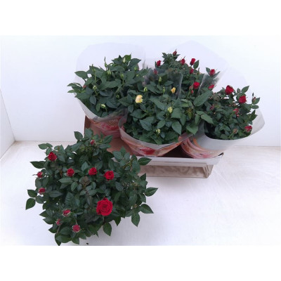 .Ro Fav Ro Gem 3 Srt pot 20...