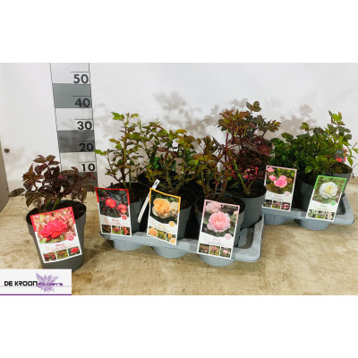 .Rosa Ov pot 17 30cm