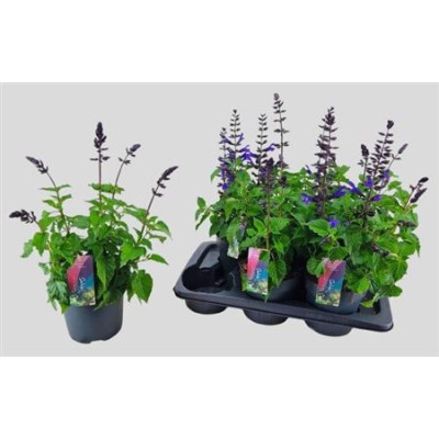 .Salvia Lake Blueberr pot...