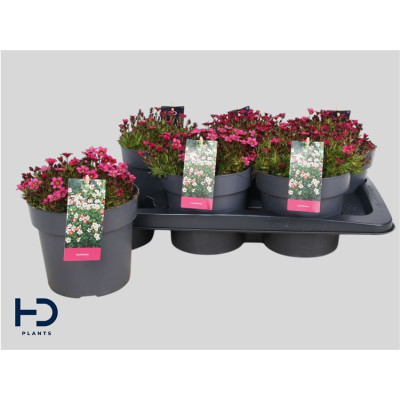 .Saxif Ar Marto Rose pot 17...